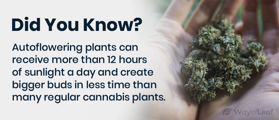 autoflowering cannabis seeds