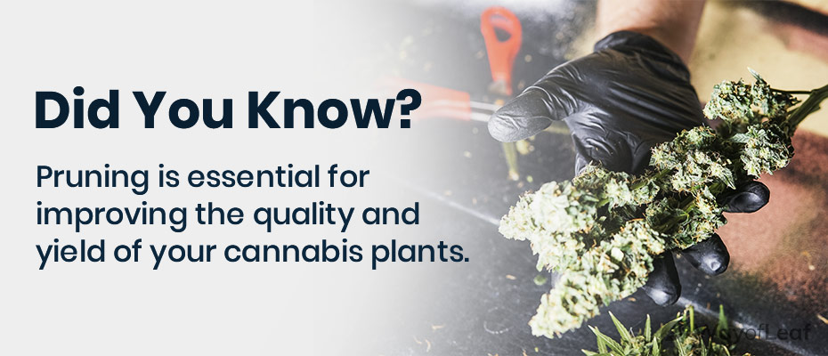 pruning marijuana plants