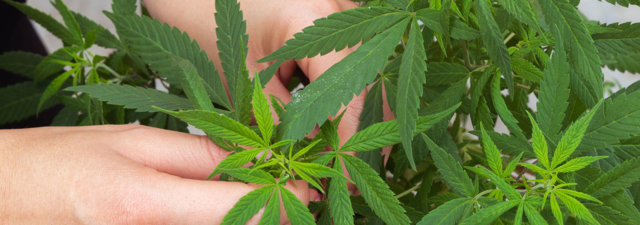 When Is the Exact Time to Harvest Cannabis Plants?