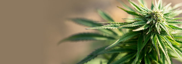 8 Tips for Growing Durban Poison [Grower’s Guide]