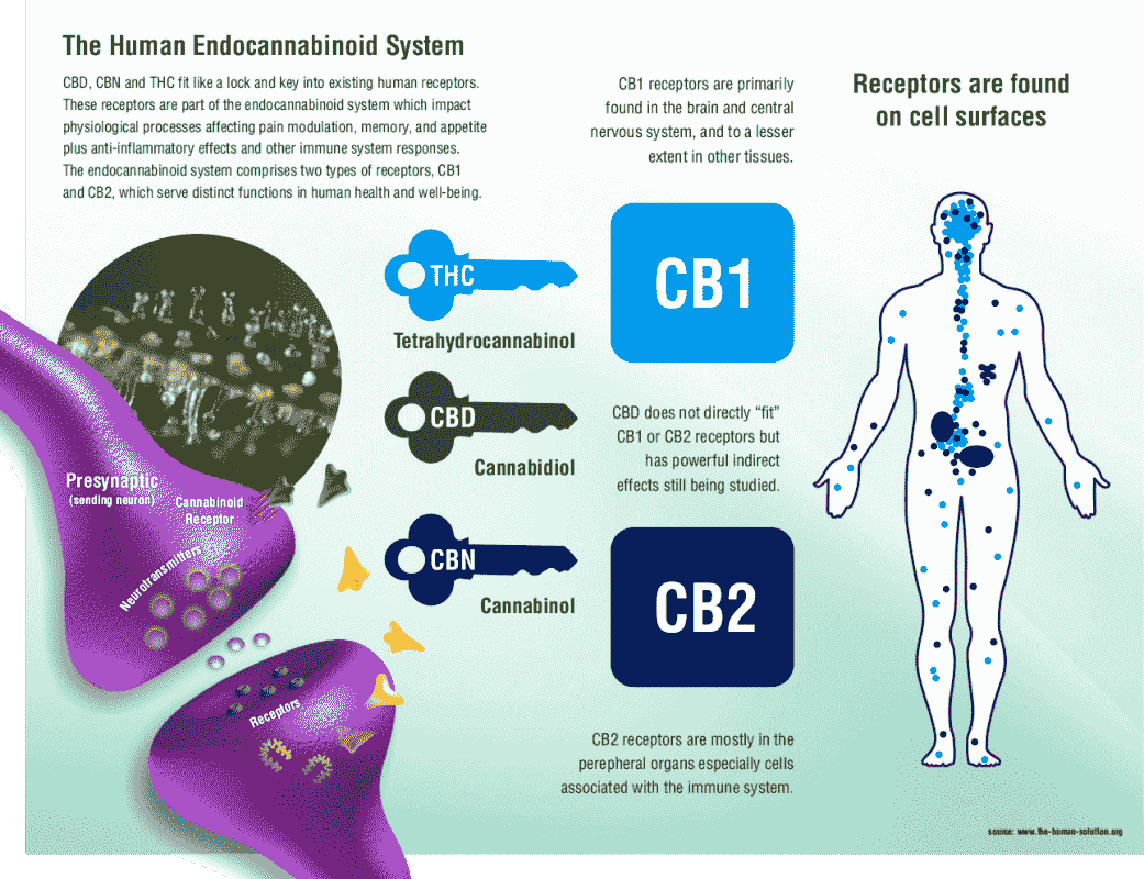 what is the endocannabinoid system?