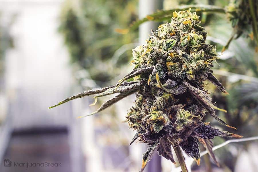 should-i-grow-purple-haze-indoors-or-outdoors