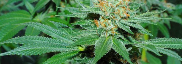 8 Tips for Growing Amnesia Haze Cannabis [Grower’s Guide]