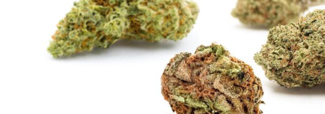 Differences in Growing Sativa, Indica, and Hybrid Cannabis
