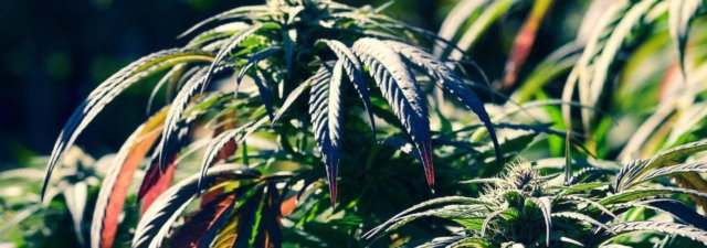 Grow Marijuana Plants with Bigger Yields and Greater Potency