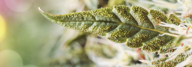 How to Grow Bubba Kush Marijuana