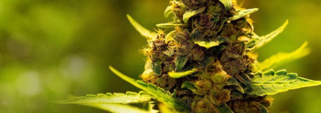 8 Tips for Cultivating Green Crack Marijuana: Grower’s Guide
