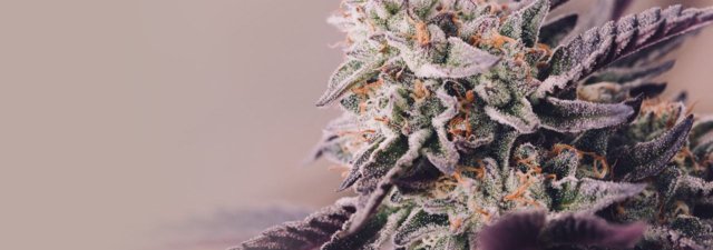 8 Tips for Growing Obama Kush Cannabis: Grower’s Guide