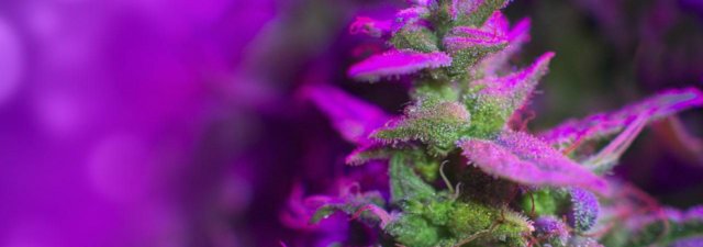 How to Grow Purple Haze Marijuana