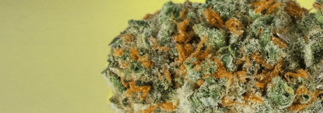 8 Tips for Growing Super Lemon Haze Cannabis [Grower’s Guide]