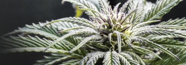 How to Grow Super Silver Haze Weed [8 Tips]