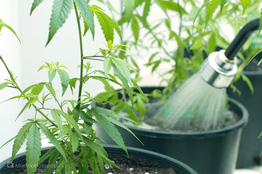 tips of growing green crack marijuana