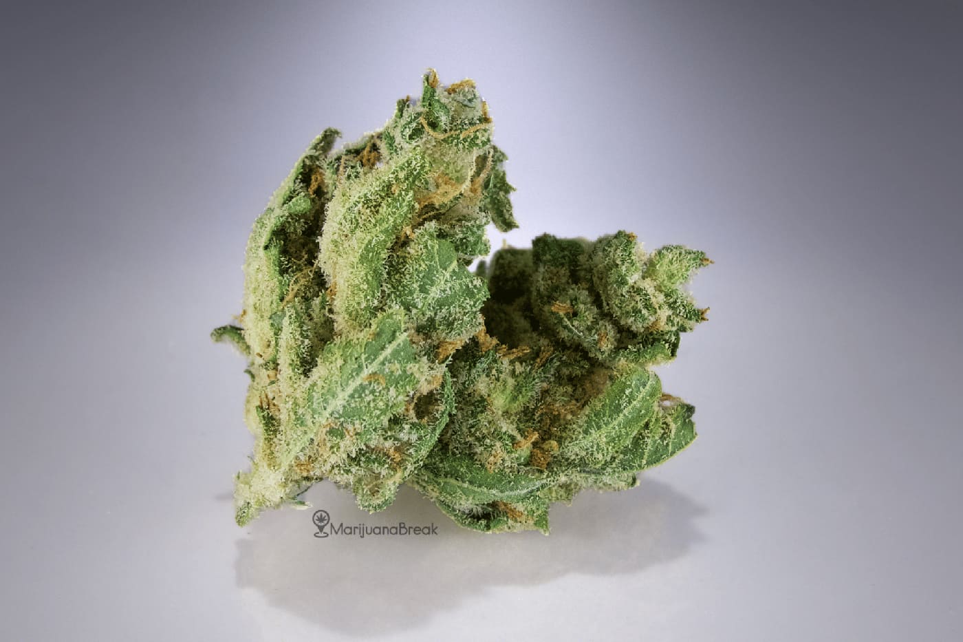 super silver haze cannabis
