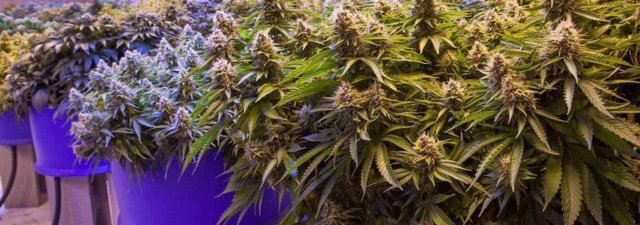 8 Tips for Growing Trainwreck Cannabis: Grower’s Guide