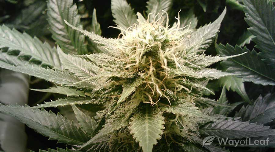 controlling-temperature