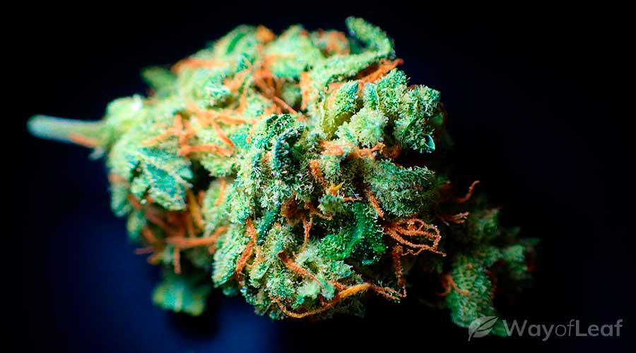 wol-article-pic-amnesia-haze-flowering-time