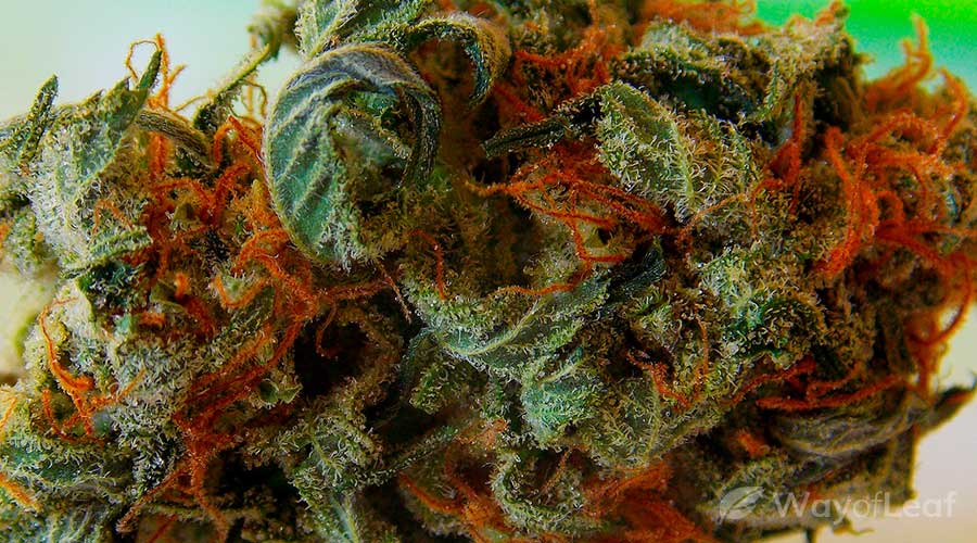 wol-article-pic-amnesia-haze-yield