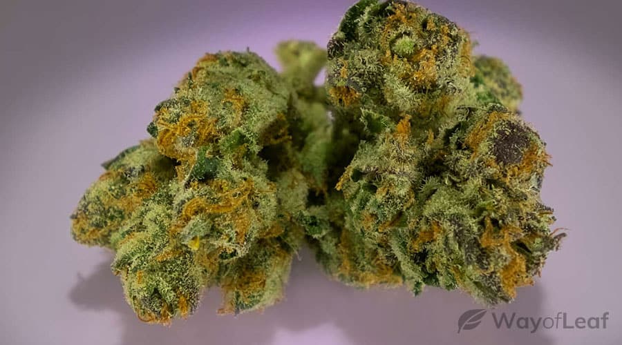 controlling-humidity-on-your-granddaddy-purple-grow.