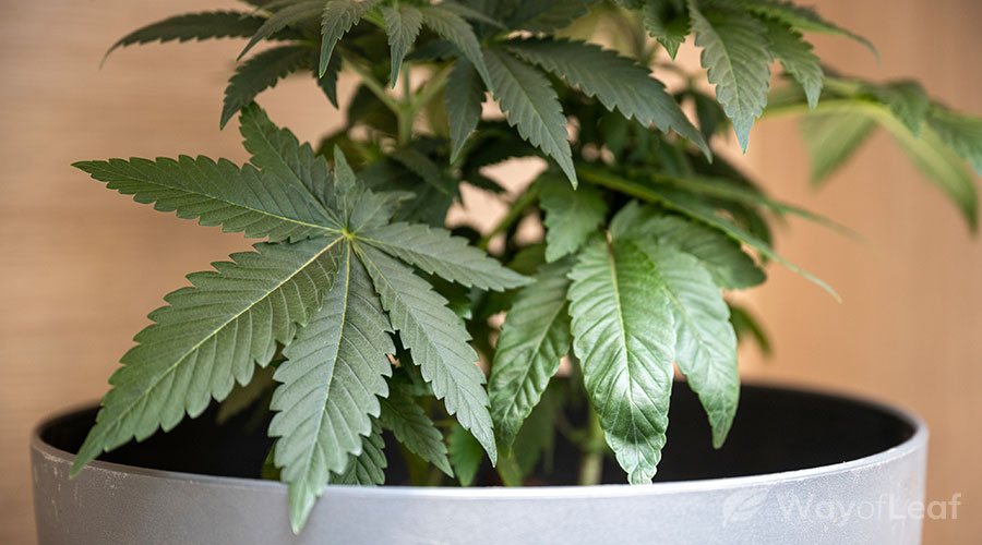 obama-kush-strain-growing