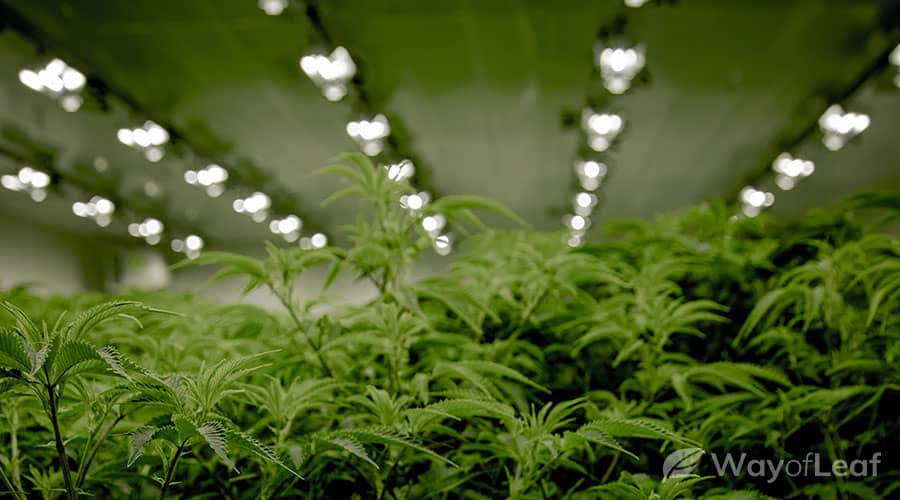 indoor-vs-outdoor-weed