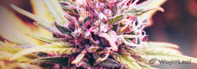 8 Tips for Growing Granddaddy Purple Cannabis: The Tell-All Guide