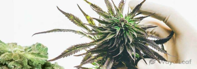 8 Tips for Growing Sour Diesel Marijuana
