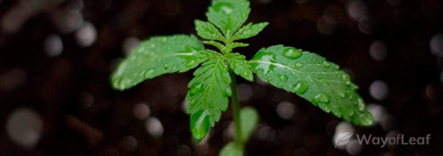 Growing Marijuana Indoors vs. Outdoors: The Key Differences