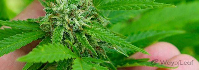 Essential Gorilla Glue #4 Growing Tip to Boost Potency and Yield!