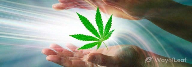 The Spiritual History of Marijuana… Revealed!