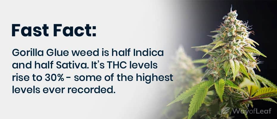 quotes-use-screen-of-green-for-higher-yields