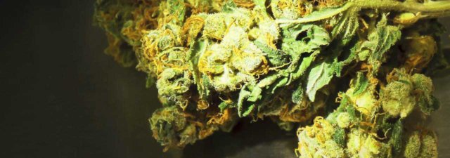 The Best 1:1 THC to CBD Cannabis Strains