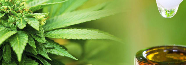 What Is CBD Oil? How It Works and What It Is Used For
