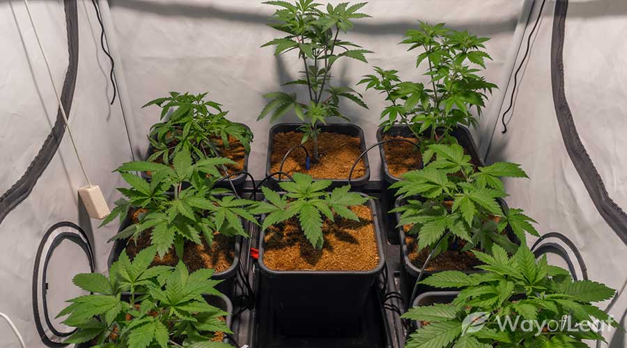 how-to-make-a-marijuana-grow-tent