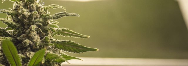The Easiest Cannabis Strains to Cultivate