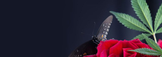 How to Roll a Rose Petal Blunt (Guide)