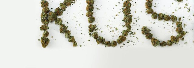 How to Grow Critical Kush Marijuana