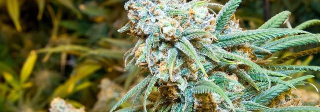 8 Tips for Growing Lemon Haze Cannabis [Grower’s Guide]