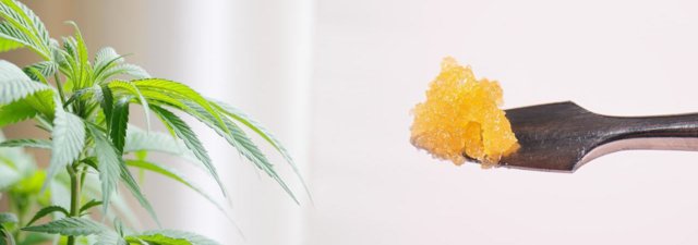 How to Use CO2 to Increase Your Cannabis Yields [Guide]