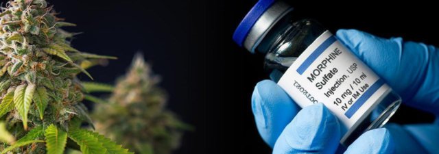 Medical Cannabis Vs. Morphine [The Difference]