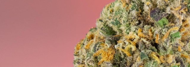 8 Tips for Growing AK-47 Marijuana [Grower’s Guide]