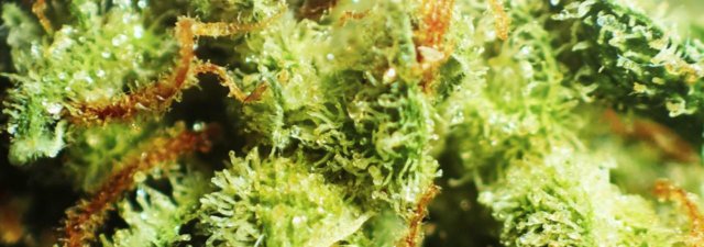 Trichomes: What Are They Used For?