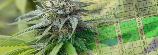 What Is a Feed Chart? [Learning to Grow Marijuana 101]