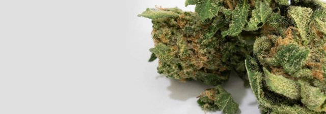 What Is Kush Weed? [The Rookie’s GUIDE]
