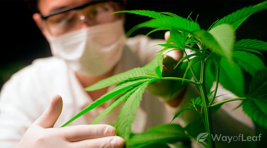 hacks-to-increase-thc-2