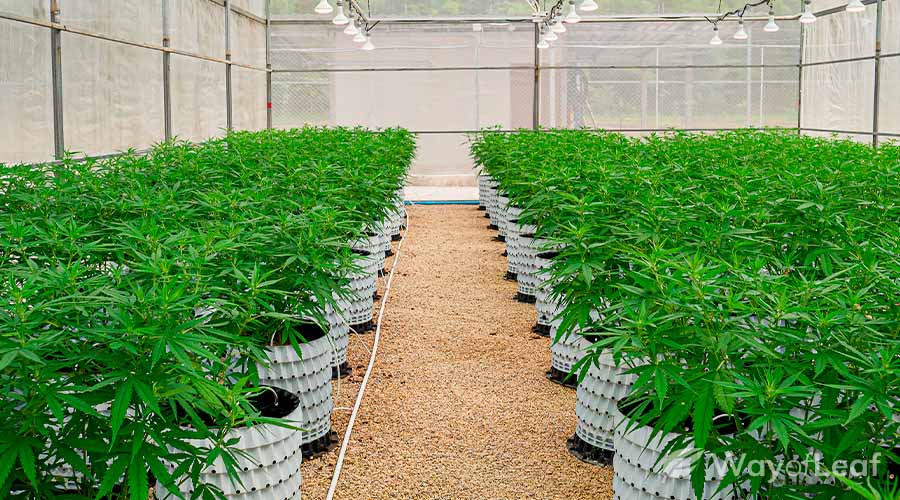 hacks-to-increase-thc-3