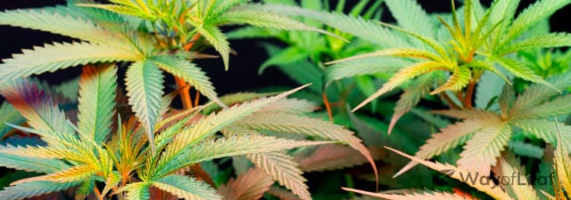 5 Hacks to Increase THC When Growing Your Own Weed