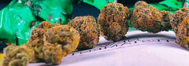 8 Tips for Growing God Bud Cannabis [Grower’s Guide]