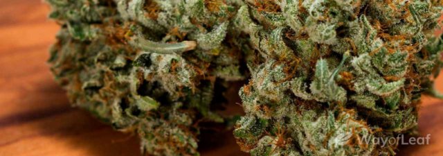 8 Tips for Growing the Headband Marijuana Strain [Ultimate Guide]