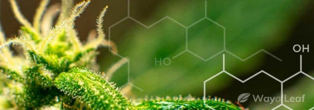 CBG: All You Need to Know About This Cannabinoid