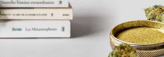 Is Kief Stronger Than Regular Cannabis? [Answered]